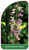 Laburnocytisus 'Adamii'