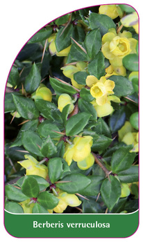 Berberis verruculosa