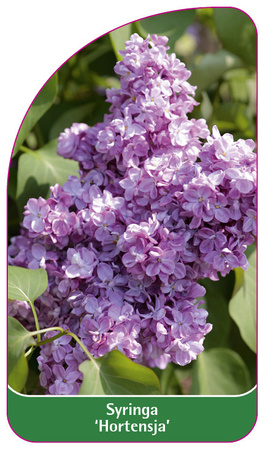 Syringa 'Hydrangea'