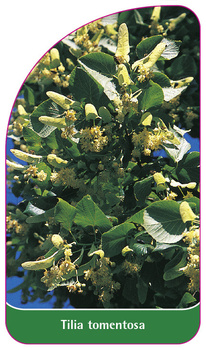 Tilia tomentosa