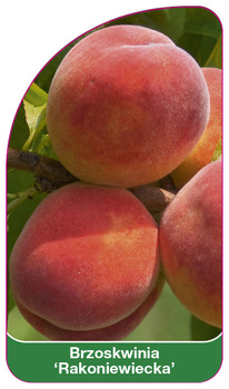Brzoskwinia 'Rakoniewiecka'