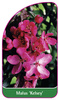 Malus 'Kelsey'