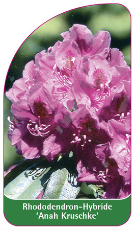 Rhododendron-Hybride 'Anah Kruschke'
