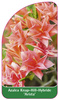 Azalea Knap-Hill-Hybride 'Arista'