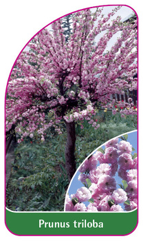 Prunus triloba