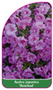 Azalea japonica 'Rosebud'