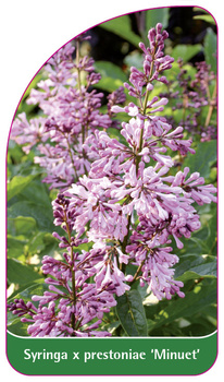 Syringa x prestoniae 'Minuet'