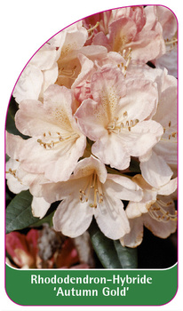 Rhododendron-Hybride 'Autumn Gold'