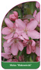 Malus 'Makowiecki'