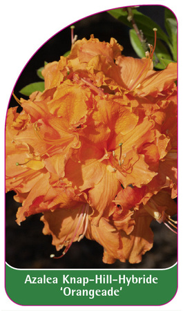 Azalea Knap-Hill-Hybride 'Orangeade'