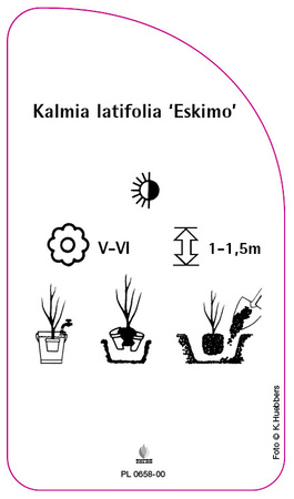 Kalmia latifolia 'Eskimo'