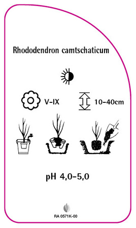 Rhododendron camtschaticum