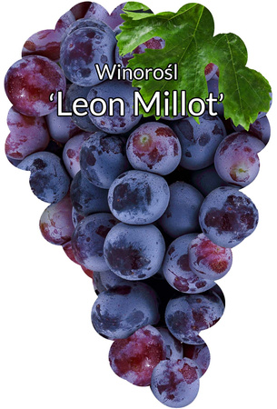 Winorośl Leon Millot