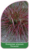 Pennisetum setaceum 'Fireworks'