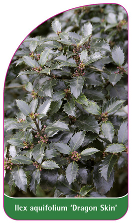 Ilex aquifolium 'Dragon Skin'