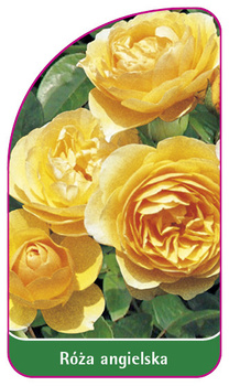Roza angielska Nr. 500