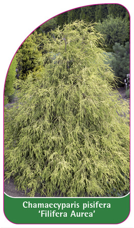 Chamaecyparis pisifera 'Filifera Aurea'