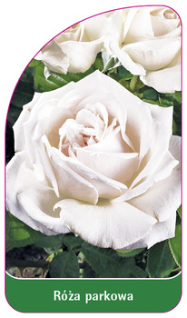 Róza parkowa Nr. 409