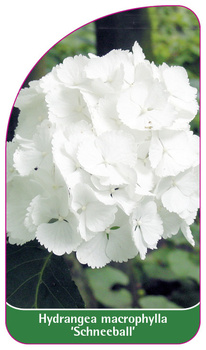 Hydrangea macrophylla 'Schneeball'
