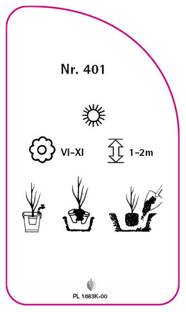 Róza parkowa Nr. 401