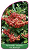 Pyracantha coccinea var. Kuntayi