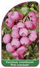 Vaccinium corymbosum Pink Lemonade'