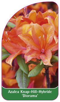 Azalea Knap-Hill-Hybride 'Diorama'