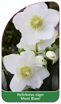 Helleborus niger 'Mont Blanc'