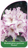 Rhododendron ponticum 'Picotee'