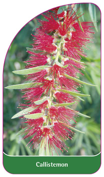Callistemon