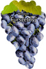 Furszetnyj grapevine