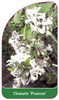 Clematis 'Praecox'