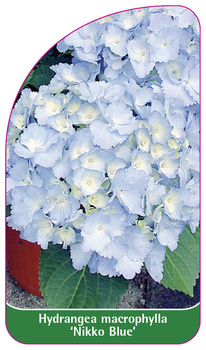 Hydrangea macrophylla 'Nikko Blue'