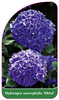 Hydrangea macrophylla 'Elbtal'