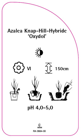 Azalea Knap-Hill-Hybride 'Oxydol'