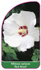 Hibiscus syriacus 'Red Heart'