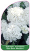 Hydrangea macrophylla 'Mme Emile Mouillère'