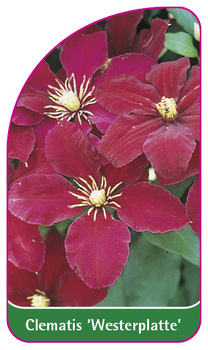 Clematis 'Westerplatte'