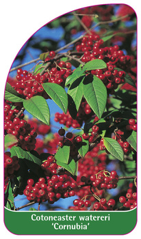 Cornus watereri 'Cornubia'