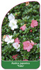 Azalea japonica 'Yako'