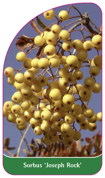 Sorbus 'Joseph Rock'