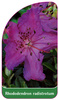 Rhododendron radistrotum