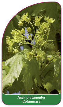 Acer platanoides 'Columnare'