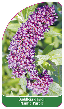 Buddleia davidii 'Nanho Purple'