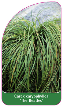 Carex caryophyllea 'The Beatles'