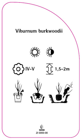 Viburnum burkwoodii