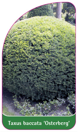 Taxus baccata 'Osterberg'