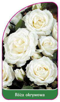 Capacul a crescut nr. 302 B