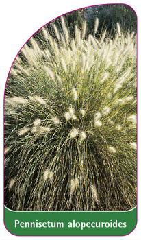 Pennisetum alopecuroides
