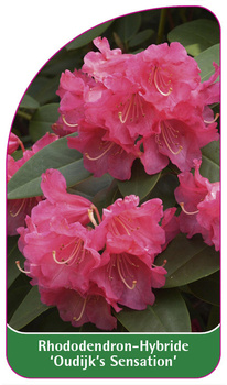 Rhododendron-Hybride 'Oudijk's Sensation'